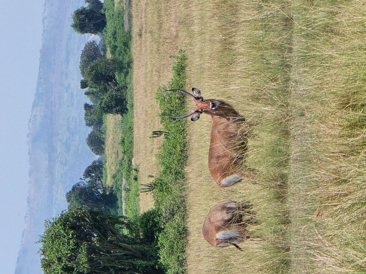 Kasenyi Plains Game Viewing